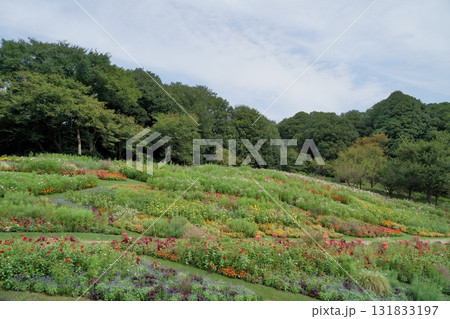 秋の横浜の里山ガーデンの花々 131833197