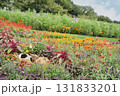 秋の横浜の里山ガーデンの花々 131833201