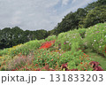 秋の横浜の里山ガーデンの花々 131833203