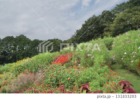 秋の横浜の里山ガーデンの花々 秋の横浜の里山ガーデンの花々 131833203