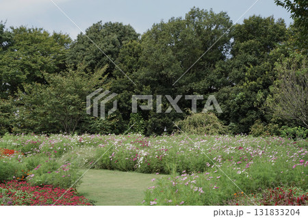 秋の横浜の里山ガーデンの花々 131833204