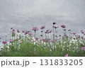 秋の横浜の里山ガーデンのコスモス 131833205