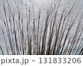 秋の横浜の里山ガーデンの花々 131833206