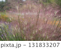 秋の横浜の里山ガーデンの花々 131833207