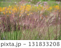 秋の横浜の里山ガーデンの花々 131833208