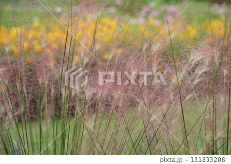 秋の横浜の里山ガーデンの花々 131833208
