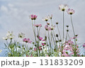 秋の横浜の里山ガーデンの花々 131833209