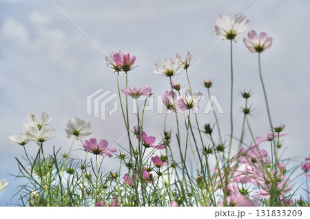 秋の横浜の里山ガーデンの花々 131833209