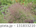 秋の横浜の里山ガーデンの花々 131833210