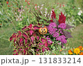 秋の横浜の里山ガーデンの花々 131833214