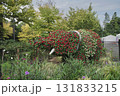 秋の横浜の里山ガーデンの花々 131833215