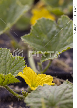flowering of yellow melon flowers in the field, green foliage and yellow melon flowers for food, a plant on fertile soil in a cold climate 131833258