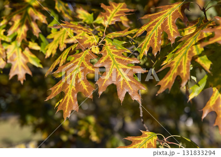 autumn bright yellowing foliage of an oak tree in the autumn , bright sunny weather in the park with beautiful yellow leaves on oak branches , against a clear blue sky autumn bright yellowing foliage of an oak tree in the autumn , bright sunny weather in the park with beautiful yellow leaves on oak branches , against a clear blue sky 131833294