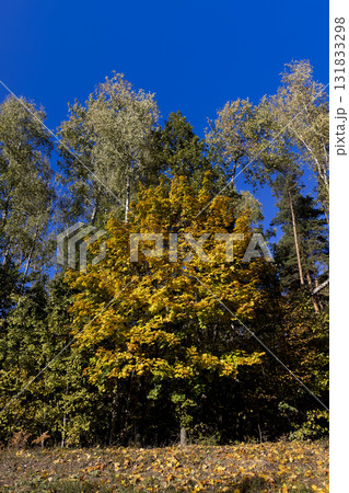 trees in a mixed forest in the autumn season during leaf fall, beautiful trees during autumn changes against a blue sky 131833298