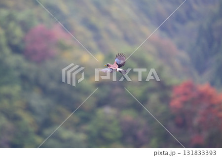 秋、ドングリを運ぶカケス01 131833393