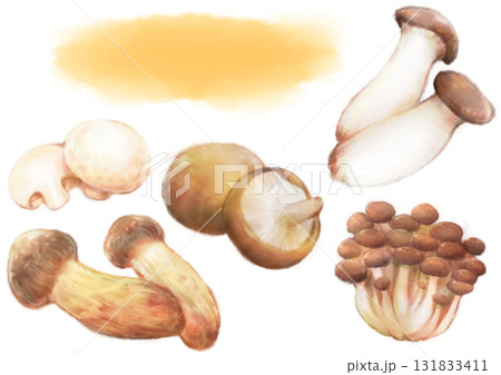 水彩で描いた秋のきのこセットイラスト(しいたけ・まつたけ・しめじ・マッシュルーム・エリンギ) 水彩で描いた秋のきのこセットイラスト(しいたけ・まつたけ・しめじ・マッシュルーム・エリンギ) 131833411