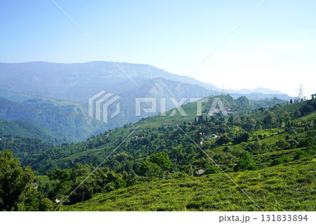 Lush Green Terraced Tea Plantation with Mountain View in Darjeeling Himalayas Lush Green Terraced Tea Plantation with Mountain View in Darjeeling Himalayas 131833894