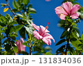 青空に映えるハイビスカス 青空に映えるハイビスカス 131834036