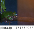 赤目滝水族館のモリアオガエル（Rhacophorus arboreus） 131834087