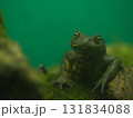 赤目滝水族館のカジカガエル（Buergeria buergeri） 131834088