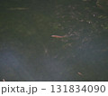 赤目の流れに泳ぐ小魚 ― カワムツ（推定） 131834090