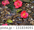 落ち椿と森の落ち葉　三重県名張市・赤目四十八滝 131834091