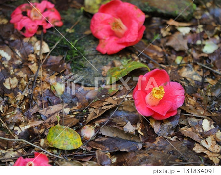 落ち椿と森の落ち葉　三重県名張市・赤目四十八滝 131834091