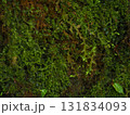 苔のテクスチャ　赤目四十八滝の自然背景　三重県名張市 131834093