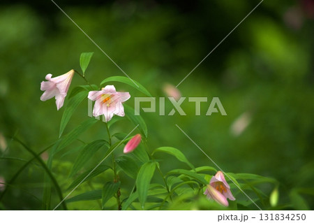 ヒメサユリ250515_024 131834250