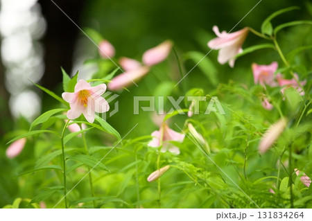 ヒメサユリ250515_038 131834264