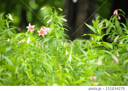 ヒメサユリ250515_043 131834270