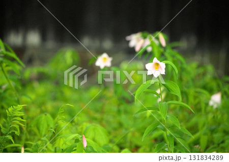 ヒメサユリ250515_061 131834289