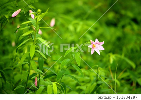 ヒメサユリ250515_064 131834297