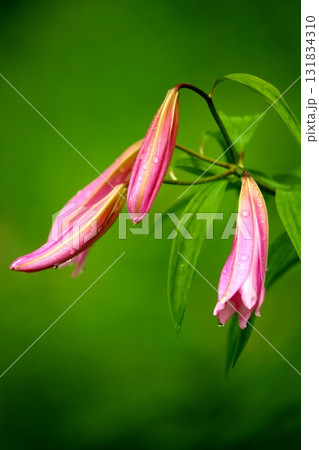 ヒメサユリ250515_071 ヒメサユリ250515_071 131834310