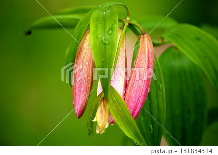 ヒメサユリ250515_073 131834314