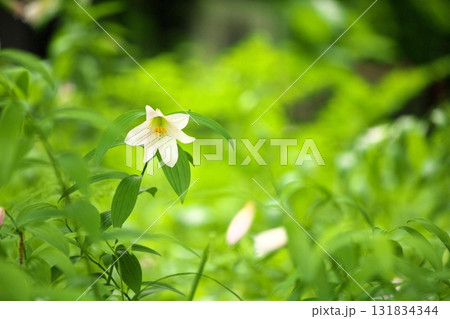 ヒメサユリ250515_093 131834344