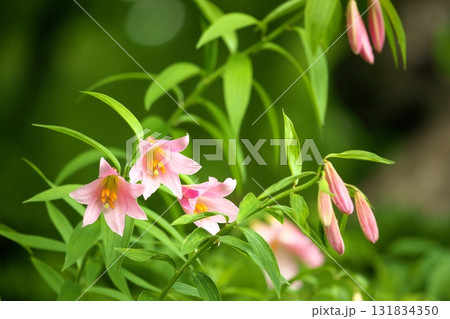 ヒメサユリ250515_099 ヒメサユリ250515_099 131834350