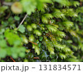 赤目四十八滝のホウオウゴケ　岩肌を覆う羽のような緑の造形2 131834571