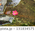 落ち椿と清流　苔むした岩に映える赤い花（赤目四十八滝） 131834575