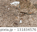 ニホントカゲ幼体　青い尾が輝く美しい日本のトカゲ（赤目四十八滝） 131834576