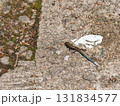 赤目四十八滝のニホントカゲ幼体　青い尾を持つ美しいトカゲ 131834577