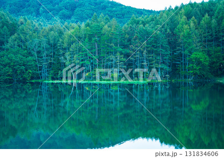 神秘的な早朝の御射鹿池 131834606