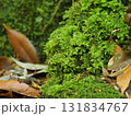 苔むした岩と落ち葉　柔らかな光に包まれた緑の癒し風景（赤目四十八滝） 131834767