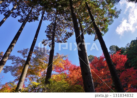 篠栗呑山観音寺 天王院参道の紅葉 篠栗呑山観音寺 天王院参道の紅葉 131834832