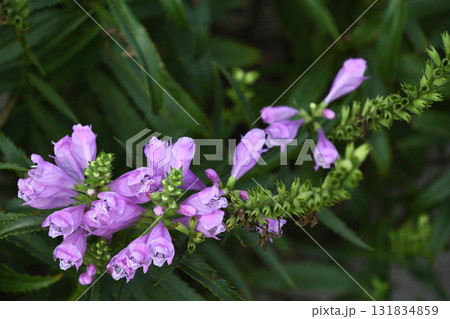 ハナトラノオ(花虎の尾) ハナトラノオ(花虎の尾) 131834859