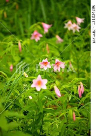 ヒメサユリ250515_0106 131834896