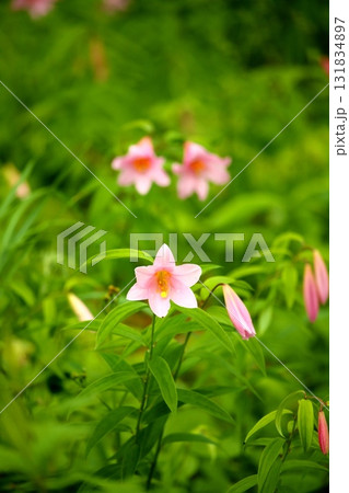 ヒメサユリ250515_0107 131834897