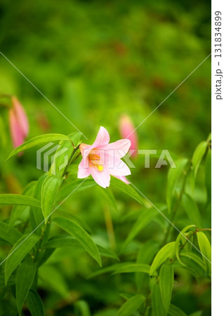 ヒメサユリ250515_0109 131834899