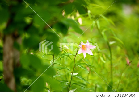 ヒメサユリ250515_0114 131834904