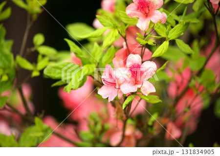 つつじ250515_0115 131834905